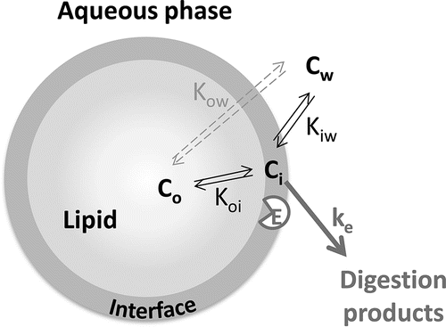 Figure 5. Schematic representation of the equilibria between the aqueous phase (w), interface region (i), and lipid droplets (o) for an encapsulate, along with the digestion by enzyme E. The reaction constant ke describes the rate of digestion by that enzyme. Cx is the concentration of component C in the region x. Knm is the partition coefficient of C over the regions n and m, and represents Cn/Cm (Equation (Equation3(3) )).