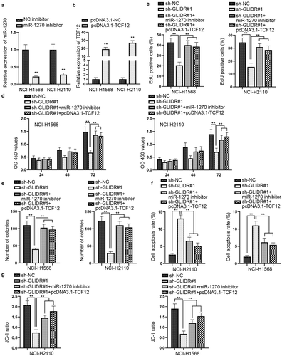 Figure 4. GLIDR/miR-1270/TCF12 axis modulates cell growth in LUAD cells. (a–b) RT-qPCR was utilized to detect the interference efficiency of miR-1270 inhibitor and the overexpression efficiency of pcDNA3.1-TCF12, with NC inhibitor and pcDNA3.1-NC as control, respectively. (c–e) EdU staining, CCK-8 and colony formation experiments were implemented to evaluate the influence of silenced miR-1270 or overexpressed TCF12 on the inhibited cell proliferation induced by silenced GLIDR, with sh-NC as control. (f–g) The influence of inhibited miR-1270 or up-regulated TCF12 on cell apoptosis which was accelerated by GLIDR depletion was measured by flow cytometry and JC-1 experiments with sh-NC as control. **P < 0.01