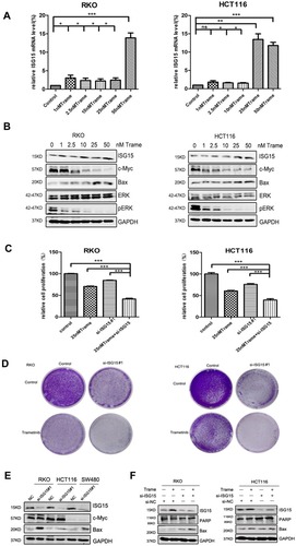 Figure 5 ISG15 inhibition enhances the anti-cancer effect of trametinib in colon cancer cells. (A) The mRNA expression of ISG15 following treatment with the indicated concentrations of trametinib (0–50 nM) in colon cancer cells for 2 d by qPCR assay (*p< 0.05, **p< 0.01, ***p< 0.001). (B) WB for ISG15, c-Myc, Bax, pERK and ERK following treatment with the indicated concentrations of trametinib (0–50 nM) in colon cancer cells for 2 d. (C) Histograms shows the percentage of cell proliferation in colon cancer cells after transfection with si-ISG15 and/or 25 nM trametinib by CCK8 assays at day 3 (***p< 0.001). (D) Colony formation assays show that knockdown of ISG15 combined with 25 nM trametinib inhibited colon cancer cell proliferation at day 7. (E) The levels of ISG15, c-Myc and Bax following ISG15 silencing in colon cancer cells for 3 d as determined via Western blot. NC, Negative control; si-ISG15, siRNA of ISG15. (F) The levels of ISG15, cleaved PARP and Bax following treatment with si-ISG15 (and/or 25 nM trametinib) in RKO and HCT116 cells for 3 d. NC, Negative control; si-ISG15, siRNA of ISG15.