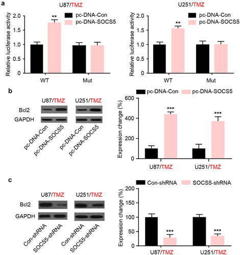 Figure 5. SOCS5 induces Bcl2 upregulation in glioblastoma (GBM) cells resistant to TMZ. a) Luciferase reporter assays were conducted to demonstrate the interaction between SOCS5 and Bcl-2 in U87/TMZ and U251/TMZ cells. b, c) The expression level of Bcl-2 was assessed in response to the upregulation/knockdown of SOCS5 in both U87/TMZ and U251/TMZ cells. All experiments were repeated three times, and results shown are representative of three repetitions. Statistic tests were performed using t-test (b, c) or two-way ANOVA followed by Tukey’s test (a). **P < 0.01, ***P < 0.001.
