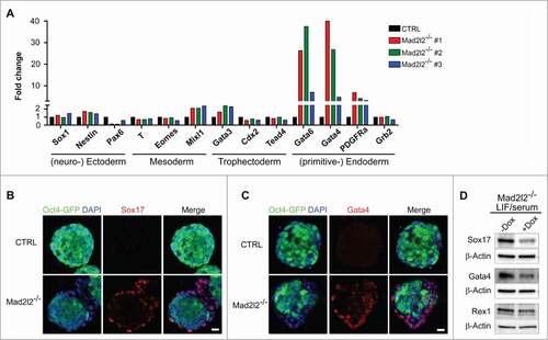 Figure 2. Mad2l2−/− ESCs deviate into primitive endoderm in LIF/serum. (A) RT-qPCR analysis of differentiation markers in 3 independent knockout ESC lines grown in LIF/serum in comparison to CTRL ESCs. Expression levels were normalized to Gapdh and then to a heterozygous ESC line as control. The error bar represents the mean ± SEM. Immunocytochemistry demonstrates expression of Sox17 (B) and Gata4 (C) in the differentiating cells at the periphery of Mad2l2−/− ESC colonies (LIF/serum). Scale bar, 20 μM. (D) Mad2l2−/− ESCs were infected with lentiviral particles allowing for Mad2l2 expression under the control of doxycycline (Dox) as described in the material section. Note the reduced level of Gata4 and Sox17 in ESCs grown in LIF/serum/ doxycycline, while levels of Rex 1 remained unaffected.