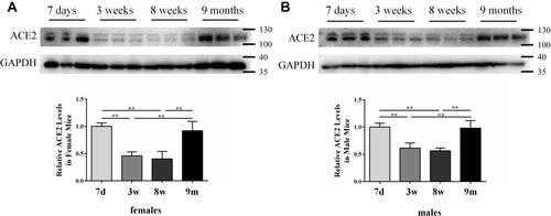 Figure 1 ACE2 expression in mouse lung tissues measured via Western blotting: (A) females and (B) males. GAPDH was used as a loading control. Values are represented as mean ± SD (n = 3). The sizes of the molecular weight markers are shown on the right-hand side, representing 130 kDa, 100 kDa, 40 kDa, and 35 kDa proteins. **, P < 0.01.