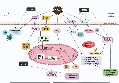 Figure 13. Schematic figure showing the mechanisms of actions of GTNc in arthritic rats.
