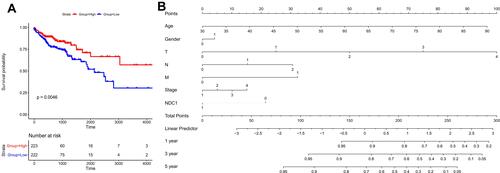 Figure 3 NDC1 was prognosis biomarker of survival. (A) Colon cancer patients were divided into two groups. Patients with higher expressed NDC1 had better survival. (B) The nomogram was showed for colon cancer with NDC1 as clinical factor.