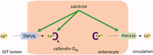 Figure 7. Calcium absorption in the enterocyte. In hypocalcemia, calcitriol upregulates calcium transient receptor potential vanilloid channel 6 (TRPV6) and calbindin-D9k in the enterocyte, thus stimulating the calcium absorption in the intestine. Also, the expression of plasma membrane calcium pump type 1b (PMCA1b) is increased by calcitriol. GIT: gastrointestinal tract.