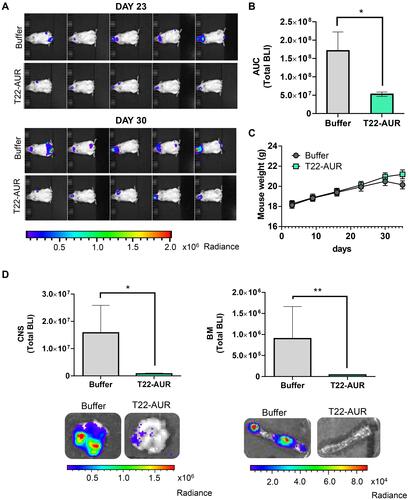 Figure 7 In vivo antineoplastic effect of T22-AUR in a disseminated mouse model of CXCR4+ DLBCL-Luci cells. (A) Representative images of lymphoma dissemination, registered by measuring the BLI emitted by U-2932-Luci cells, in animals treated with buffer or T22-AUR at the last days of the experiment (days 23 and 30 postinjection of lymphoma cells). (B) Area under the curve (AUC) of the lymphoma follow-up (from day 1 to day 30) registered by total BLI emission from buffer-treated mice (n=9) and T22-AUR-treated mice (n=10). (C) Body weight of mice treated with buffer (n=9) or T22-AUR (n=10) during the whole experiment. (D) Quantification of the total BLI registered (above) and representative images (below) from CNS and BM in buffer (n=9) and T22-AUR-treated mice (n=10). All data are shown as mean ± standard error. *p≤0.05; **p≤0.01.