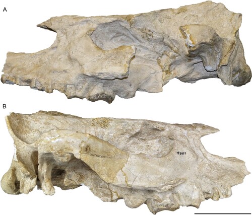 FIGURE 7. Neotype skull of Eochilotherium samium (Weber, Citation1905) (SMF M 3601) from the Upper Miocene of Samos Island in left lateral (A) and right lateral view (B). Scale bar equals 10 cm.