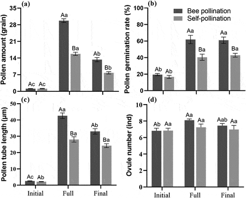 Figure 5. Mean (± SE) fertilization physiology indices at different flowering periods in S. davidii after pollination. (a) pollen amount, (b) pollen germination rate, (c) pollen tube length, (d) ovule number. Different lowercase letters indicate a significant differences in different flowering periods (p < .05), and different uppercase letters indicate a significant differences between different pollination methods in the same flowering period (p < .05).