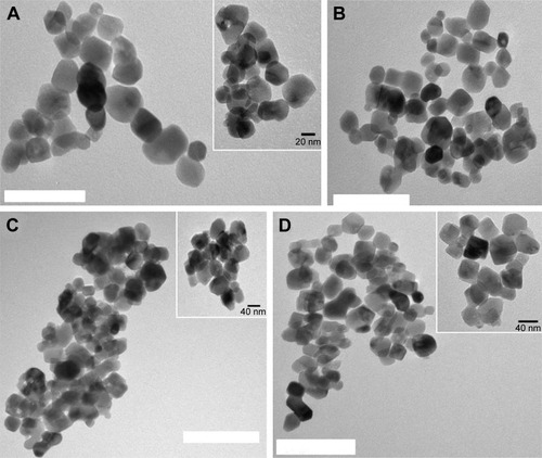 Figure 2 Examples of transmission electron microscopy images of different surface-modified TiO2 particles: (A) TiO2 particles, (B) amino-functionalized, (C) succinylated amino-functionalized, and (D) DEX-loaded TiO2 particles. Bar represents 100 nm.