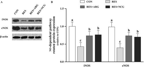 Figure 7. Roles of rumen-protected L-arginine (RP-arg) or N-carbamylglutamate (NCG) supplemented in diet in NO-dependent pathway-associated protein levels in foetal jejunum of underfed Hu ewes at 110 gestational days. Typical images showing the Western blotting analysis (A) and eNOS and iNOS levels (B) were determined. NO: nitric oxide; NOS: inducible NO synthase; eNOS: epithelial NO synthase; NRC: National Research Council; CON/RES: ewes fed 100%/50% of NRC (Citation2007) recommendations for pregnancy; RES + ARG, ewes fed 50% of NRC (Citation2007) recommendations with supplementation of 20 g/d RP-arg; RES + NCG, ewes fed 50% of NRC (Citation2007) recommendations with supplementation of 5 g/d NCG. Data represent means, and standard errors are shown in vertical bars (n = 8/group for ewes, n = 16/group for the foetus). Labelled means with no common letters stand for significant differences, p < .05.