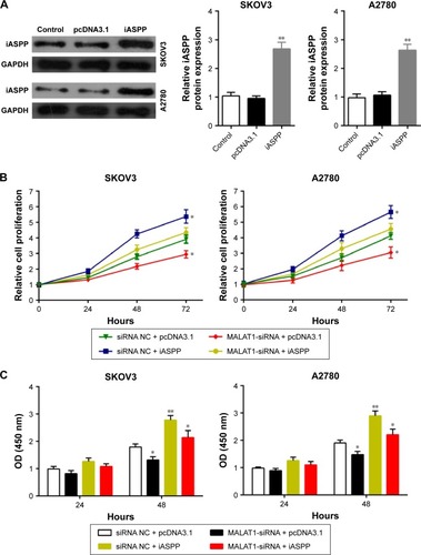 Figure 9 MALAT1 regulated ovarian cancer cell growth through iASPP.