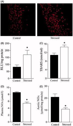 Figure 4. Effects of restraint stress on systemic and vascular oxidative stress and basal nitrate/nitrite (NOx) levels. (A) Visualization of reactive oxygen species (ROS) generation in aorta slices detected with fluorescent dye dihydroethidium (DHE); note stronger signal after stress. (B) Bar graphs represent lucigenin-chemiluminescence in aortic tissue, (C) plasma concentrations of thiobarbituric acid reactive substances (TBARS). (D) Basal plasma, and (E) aortic nitrate/nitrite (NOx). Results are mean ± SEM of n = 7 for control and n = 11 for stressed rats. *Compared to control group (p < 0.05, Student’s t test).