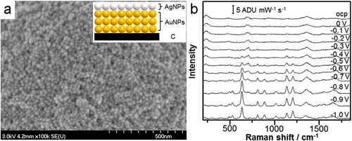 Figure 5. (a) SEM image of a multi-layered drop-cast Au/Ag NP electrode prepared on a SPE by Zhao et al. Inset: Schematic of the layered structure. (b) E-SERS spectra recorded using the multilayer Au/Ag electrode for 0.5 mM uric acid in 0.1 M NaF supporting electrolyte. Adapted from Ref. [Citation67] with permission. Copyright 2015 American Chemical Society.