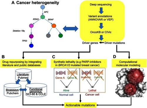 Figure 3 Translating pathogenic variants into matched molecularly targeted therapy. (A) Upon ultra-deep sequencing data, driver mutations/genes can be discovered by modeling tumor evolution, and further annotated by tools and databases. (B) Literature-based drug repurposingCitation98 is used to target the driver genes by integrating drug and compound bioassays (PubChem: https://pubchem.ncbi.nlm.nih.gov/) and function genomics (NCI-60: https://dtp.cancer.gov/discovery_development/nci-60/, and CCLE: https://portals.broadinstitute.org/ccle) databases. (C) Synthetic lethality is a novel anticancer strategy to increase the specificity of a drug target in cancer cells harboring actionable mutations while decreasing off-target effects on normal tissues (eg, inhibiting PARP in breast cancer with BRCA1/2 mutations).Citation54 (D) Structural modeling is used to evaluate whether drug–target interactions are directly mediated by actionable mutation(s) or other mutated residue(s).