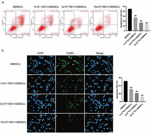 Figure 5. UMSC-EVs inhibits apoptosis of ABMSCs. (a) Detection of cell apoptosis by flow cytometry. (b) Detection of cell apoptosis by TUNEL. Scale bar is 50 µm for all panels.