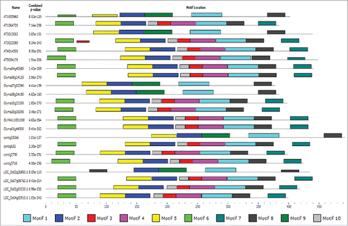 Figure 4. Motifs identification in 22 TM-START proteins of Arabidopsis, rice, chickpea and soybean was performed using MEME. Motifs 6, 7 and 8 are related to transmembrane domain.
