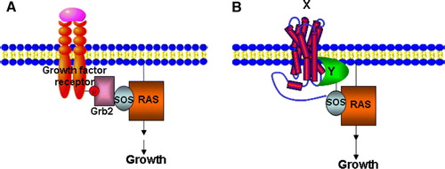 Figure 2.  The Sos Y2H system. (A) Grb2 binds to a phosphotyrosine epitope in the cytoplasmic domain of an activated growth factor receptor and mediates recruitment of Sos (Cdc25), which in turn leads to Ras activation. (B) A temperature-sensitive mutation in the Ras guanyl nucleotide exchange factor Cdc25–2, blocks yeast growth at 36°C. A cytosolic protein domain Y is fused to Sos that allows interaction with an integral membrane protein X, leading to Ras activation and cell growth at 36°C. This Figure is reproduced in colour in Molecular Membrane Biology online.