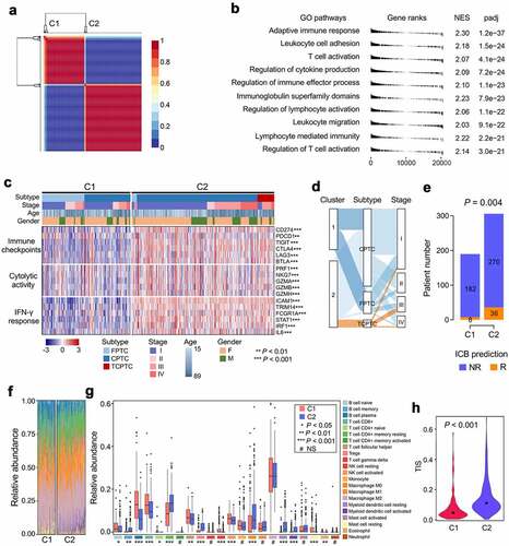 Figure 2. Two distinct immune clusters were identified with PTC-specific IRGs. (a) Based on the expression matrix of 307 PTC-specific IRGs, the TCGA PTC cohort (n = 496) were divided into two distinct immune clusters (C1 and C2) with the optimal NMF k value of 2. (b) GSEA analysis demonstrated that C2 exhibited significantly higher activity of various immune processes compared with C1. GO: gene ontology; NES: normalized enrichment score; padj: adjusted P value. (c) A comprehensive heatmap illustrates the differences of clinicopathological features, immune checkpoints, cytolytic activity signature and IFN-γ response signature between the two clusters. (d) A Sankey diagram depicts the flow from the two immune clusters to different variants and pathological stages, in which the width of the flow rate is proportional to the patient number. (e) TIDE algorithm was applied to evaluate the potential ICB response of each PTC sample, and the proportion of responders is significantly elevated in C2 (P = .004). ICB: immune checkpoint blockade; NR: non-responder; R: responder. (f) A stacked barplot illustrated the distinct patterns of the relative proportion of 22 immune cell types in the two immune clusters, and macrophage M2 accounts for the highest proportion among all the immune cells. (g) Most of the 22 immune cell types were differentially distributed between the two immune clusters. NS: no significance. (h) T cell infiltration score (TIS) was significantly elevated in C2 compared with C1 (P < .001).