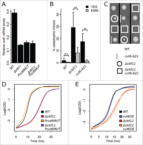 Figure 4. Cbf11 is a direct activator of cut6 expression. (A) RT-qPCR analysis of cut6 expression. Mean values ± SD from 3 independent experiments are shown. (B) Differential occurrence of catastrophic mitosis in cells grown in YES and EMM. Mean values ± SD from 6 independent experiments are shown. Significance was determined by one-sided paired t-test (**p ≤ 0.01; ‘n.s.’ p > 0.05). (C) Deletion of cbf11 shows a severe synthetic sick genetic interaction with cut6–621 at permissive temperature. Segregants from 3 representative meioses are shown. (D) The Δcbf11 strain, but not the Pcut6MUT promoter mutant strain, showed reduced growth compared to wild type. Results representative of ≥3 independent experiments are shown. (D) Effect of cut6 overexpression on wild-type and Δcbf11 cell proliferation. Results representative of 3 independent experiments are shown.