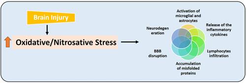 Figure 3 Brain injury-induced oxidative and nitrosative stress and its consequences. Diagrammatic representation, showing that brain injury induces oxidative and nitrosative stress, which causes further deterioration by disrupting the blood-brain barrier, activating the astrocytes and microglial cells, releasing the inflammatory cytokines, infiltration of the lymphocytes, and may cause the accumulation of misfolded proteins and neurodegeneration.
