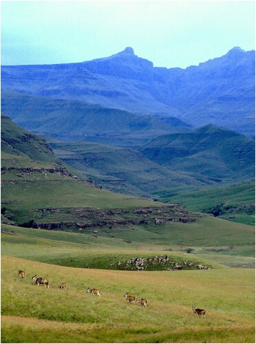 Figure 4. Eland antelope move through a southern Drakensberg valley towards the high passes into the spiritual hinterland of the high Maloti, where the San deity, |Kaggen, lives. They concentrated in large numbers, drawing hunter-gatherers to these altitudinous locales in a spring-summer aggregation phase that required heightened social and spiritual negotiation. Image by Challis.