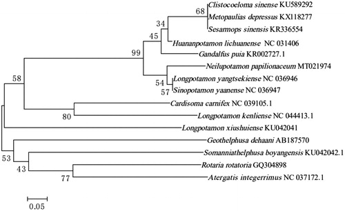 Figure 1. Phylogenetic analysis infers the evolutionary relationship of N. papileonaceum. The tree was constructed based on neighbor-joining (NJ) tree method using Mega 6.0. (The GenBank accession number for each species is indicated after the scientific name.).
