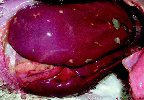 Figure 3.  Liver with enlarged right lobe and yellow and green foci. Avibacterium gallinarum was isolated from this liver.