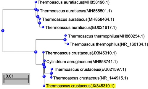 Figure 4 Phylogenetic tree of Thermoascus crustaceus based on confidently aligned internal transcribed spacer (ITS) sequences available in GenBank (constructed with BLASTN 2.9.0+).