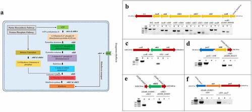 Figure 1. In-silico and experimental characterization of riboflavin supply pathways in A. salmonicida. A. Schematic illustration of riboflavin provision pathways: Riboflavin Biosynthetic Pathway (RBP) and RibN family transporter. (B-F). Evaluation of the transcriptional organization of rib genes in A. salmonicida. PCR reactions were performed on A. salmonicida cDNA using primers that amplify the specified gene junctions of rib genes and their adjacent genes at the loci encoding ribD, ribE1, ribBA, ribH (B), ribA (C), ribB (D), ribE2 (E) and ribN (F). Each reaction was carried out 3 times separately with the same results. The template cDNA from RT-PCR with reverse transcriptase is indicated by +, while the template cDNA from RT-PCR without reverse transcriptase is indicated by - (negative control). C implies PCR on chromosomal DNA as the template (positive control) and M stands for molecular weight marker in base pairs. The purple triangle between purU and ribB indicates the presence of FMN riboswitch. .