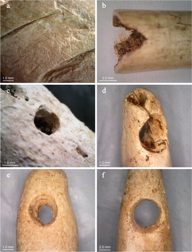Figure 6. Technological and use wear traces on flutes and tooth pendants; (a) engraving through multiple incisions; (b) mouthpiece with V-shaped notch on the foreground and use wear visible behind it; (c) outline of a tone hole perforation; (d) perforation of LPG-1 with an oval shape, caused by deformation as a result of use: (e) perforation of LPG-2 with preserved technological features, notably concentric drilling traces; (f) perforation of LPG-3 markedly deformed by use (Figure by Tom Breukel and Catarina Guzzo Falci).