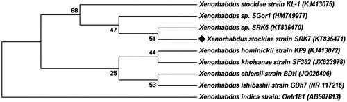 Figure 1. Neighbor-joining phylogenetic tree based on 16S rRNA gene sequence analysis using the maximum parsimony method in MEGA ver. 6.0. showing phylogenetic relationships of strain X. stockae KT835471 and members of the genus Xenorhabdus.
