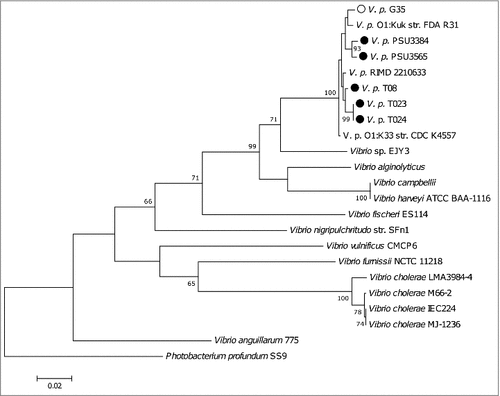 Figure 4. A phylogenetic tree compiled from recA, gyrB, pyrH and atpA sequences from sequenced V. parahaemolyticus strains including the reference strain RIMD 2210633.