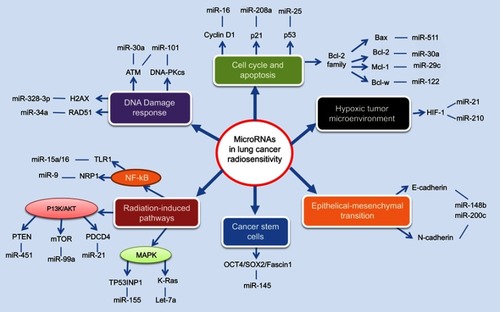 Figure 1 An overview of tissue-specific miRNAs in the regulation of lung cancer radiosensitivity.Notes: MiRNAs exert essential function to regulate the radiosensitivity of lung cancer cells, through complex interaction with multiple biological processes including DNA damage response, cell cycle and apoptosis, hypoxic tumor microenvironment, epithelial-mesenchymal transition, cancer stem cells and radiation-induced signaling pathways.