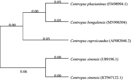 Figure 1. Phylogeny of 4 Centropus species based on the complete mitogenome of C. bengalensis and the nucleotide sequences of cytochrome b of other 3 Centropus species using neighbour-joining method.