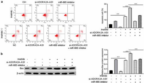 Figure 7. ADORA2A-AS1 affected imatinib sensitivity. After transfection with si-ADORA2A-AS1, miR-665 mimics or combination, K562 cells were treated with imatinib. (a) Cell apoptosis analyses were performed in each group. (b) Western blot was performed to detect Bax protein expression. ***P < 0.001.