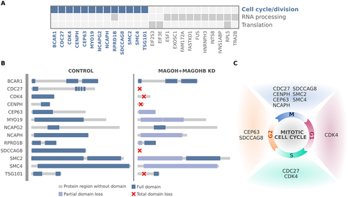 Figure 6. Genes affected by MAGOH/MAGOHB knockdown presenting with multiple exon-skipping events are mainly associated with regulation of cell cycle/division. (A) Genes with multiple exon-skipping events in both U251 and U343 MAGOH/MAGOHB KD cells and their functions. (B) Cell cycle and cell division genes whose protein domains were compromised (partial or total domain losses) due to multiple exon-skipping events in MAGOH/MAGOHB KD cells. (C) Genes presenting partial or total domain losses due to multiple exon-skipping events caused by MAGOH/MAGOHB KD are implicated in different phases of the cell cycle.