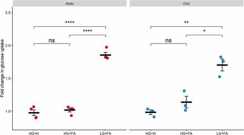 Figure 2. Glucose uptake is impaired by high glucose. Glucose uptake was measured after 30 min incubation with 10 nM insulin in immortalized abdominal (n = 4) and gluteal (n = 3) adipocytes following 10 days of differentiation in the three adipogenic media conditions. Horizontal bars represent means. Error bars represent SEM. HG+H, High Glucose (17.5 mM) plus hormones throughout differentiation; HG+FA, High Glucose plus FAs throughout; LG+FA, Low Glucose (5 mM) plus FAs throughout. Welch’s t-test tested for significance between basal and stimulated for each condition (*p < 0.05, **p < 0.01, ***p < 0.001, ****p < 0.0001).