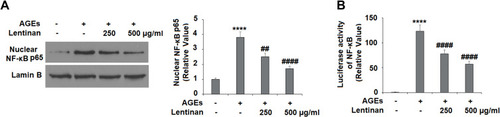 Figure 8 Lentinan inhibited AGE-induced activation of NF-κB. Cells were stimulated with 100 μg/mL AGEs with or without lentinan (250 and 500 µg/mL) for 2 h. (A) Nuclear translocation of NF-κB; (B) Luciferase activity of NF-κB (****, P<0.0001 vs vehicle group; ##, ####, P<0.01, 0.0001 vs AGEs treatment group, n=4-5).