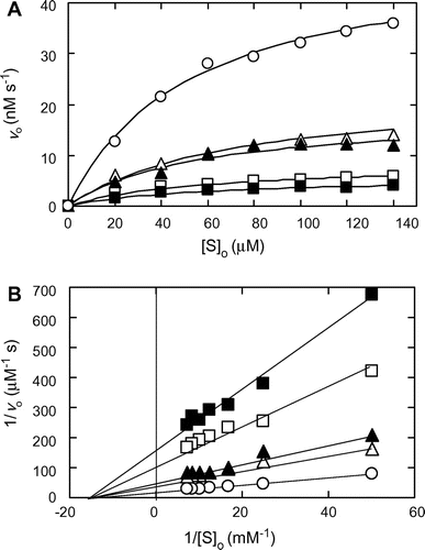 Fig. 5. HPLC analysis of inhibition of the MMP-7-catalyzed hydrolysis of MOCAc-PLGL(Dpa)AR by CS.Note: MMP-7 was pre-incubated in the presence and the absence of CS at 25 °C at pH 7.5 for 10 min. The reaction was carried out with 32 nM MMP-7, 0–140 μM MOCAc-PLGL(Dpa)AR, and 0 (hollow circle), 10 (hollow triangle), 25 (solid triangle), 50 (hollow square), or 100 (solid square) μM CS at 25 °C at pH 7.5, and stopped at an appropriate time. (A) Effects of the initial substrate concentrations, [S]o, on vo. Solid line represents the best fit of the Michaelis–Menten equation by the non-linear least-squares method. (B) Lineweaver–Burk plot.
