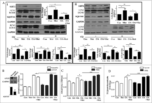 Figure 7. Metformin reduced OA-induced lipids by autophagy induction. Metformin also inhibited OA-induced downregulation of SIRT1 expression and autophagy induction (A). HepG2 cells (Ai) and primary hepatocytes (Aii) exposed to 1.0 mM OA showed a significant decrease in SIRT1 expression and autophagy induction, whereas pretreatment with 0.5 mM metformin significantly reduced OA-induced autophagy dysfunction. Expression of indicated proteins was shown as a densitometric graph of the optical density-based data of immunoblots. Furthermore, LC3 immunoblot flux assays showed that treatment with the lysosomal inhibitor CQ (50 μM) in combination with 1.0 mM OA alone decreased LC3-II conversion, whereas treatment with 0.5 mM metformin in the presence of CQ increased LC3-II expression in both HepG2 cells and primary hepatocytes regardless of OA. Autophagy flux was expressed as the subtraction of the amount of LC3-II in the absence of CQ from the amount of LC3-II in the presence of CQ for each of the conditions, which is defined as “LC3 net flux” and graphically displayed. Lipid accumulation was determined by fat quantification in the presence or absence of the autophagic inhibitor 3MA, and also after siRNA-mediated knockdown of ATG5. OA-treated primary mouse hepatocytes and HepG2 cells exhibited a significant increase in lipid accumulation. However, treatment with 0.5 mM metformin significantly decreased the OA-induced intracellular lipid accumulation (B-D). Furthermore, the lipid contents of both HepG2 cells transfected with siRNA against ATG5 (B) and HepG2 cells (C) or primary hepatocytes (D) treated with 5 mM 3MA in the presence of metformin and OA were similar to those of cells treated with OA alone. Values displayed are means ± SEM of 5 independent experiments. Asterisks (*P < 0.05,**P < 0.01 and***P < 0.001) indicate significant differences.