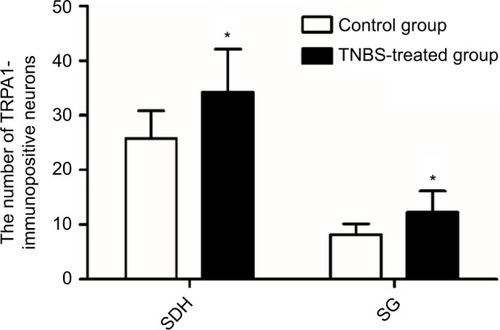 Figure 4 A comparison of the number of TRPA1-immunopositive neurons in the SDH and the SG between the two groups (n=8 per group).
