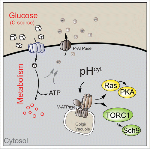 Figure 1. Cytosolic pH links glucose metabolism to the regulation of cell growth. In yeast, carbon source availability regulates cytosolic pH through modulation of plasma membrane ATPase (P-ATPase) activity. Cytosolic pH acts as a signal to trigger phosphorylation of Sch9 by target of rapamycin complex 1 (TORC1) and Ras activity upstream of cAMP-dependent protein kinase A (PKA) via vacuolar ATPase (V-ATPase). Note that V-ATPase interacts with different GTPases at different cellular compartments (golgi and vacuole) to regulate Ras and TORC1 activity. See text for details.