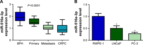 Figure S2 miR-516a-3p as a potential metastasis and castration resistance-associated miRNA is downregulated in PCa and PCa cell lines. (A) qRT-PCR detected the expression of miR-516a-3p in BPH, and primary PCa, metastatic PCa, and CRPC tissues. (B) The expression levels of miR-516a-3p were detected in PCa cell lines (LNCaP, PC3) and prostate epithelial cells (RWPE-1); *P<0.05.