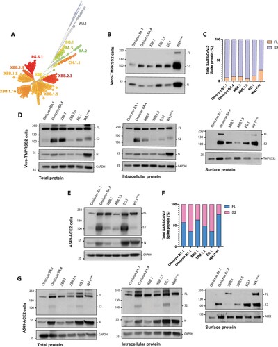 Figure 6. In vitro characterization of “second-generation” Omicron subvariants. (A) Phylogenetic tree of emerging BQ, XBB and EG Omicron sublineages. Unrooted tree was generated using Nextstrain and analysis was performed using 3041 genomes (GISAID database) sampled worldwide between September 2022 and November 2023. (B) Western Blotting of S protein cleavage of XBB and EG sublineages. Omicron BA.1, BA.4, and ancestral WA1614G variants were included as controls. Infections were performed in Vero-TMPRSS2 cells at an MOI of 0.01 and supernatants were collected at 48 h p.i. Full-length (FL) spike protein (180 kDa), S2 cleaved spike (95 kDa), and nucleocapsid (N; 50 kDa) were detected using specific antibodies. Levels of N protein were used as loading control. (C) Quantification of full-length and S2 cleaved spike protein. Spike protein levels were normalized to nucleocapsid expression. (D) Cleavage efficiency and S protein abundance of XBB and EG Omicron sublineages analysed by Western Blot. Vero-TMPRSS2 cells were infected at an MOI of 1 and biotinylation assay was performed after 24 h.p.i. Total, intracellular and surface protein fractions were collected. Full-length (FL) spike protein (180 kDa), S2 cleaved spike (95 kDa), nucleocapsid (N; 50 kDa), GADPH (37 kDa) and TMPRSS2 (21 kDa) were detected using specific antibodies. Levels of N, GAPDH and TMPRSS2 protein were used as loading control. (E) Western Blotting of S protein cleavage of XBB and EG sublineages. Infections were performed in A549-ACE2 cells at an MOI of 0.1 and cell extracts were collected at 72 h.p.i. Full-length (FL) spike protein (180 kDa), S2 cleaved spike (95 kDa), and nucleocapsid (N; 50 kDa) were detected using specific antibodies. Levels of N protein were used as loading control. (F) Quantification of full-length and S2 cleaved spike protein in A549-ACE2 cells. Spike protein levels were normalized to nucleocapsid expression. (G) Cleavage efficiency and S protein abundance of XBB and EG Omicron sublineages analysed by Western Blot. A549-ACE2 cells were infected at an MOI of 1 and biotinylation assay was performed after 48 h.p.i. Total, intracellular and surface protein fractions were collected. Full-length (FL) spike protein (180 kDa), S2 cleaved spike (95 kDa), nucleocapsid (N; 50 kDa), GADPH (37 kDa) and ACE2 (92 kDa) were detected using specific antibodies. Levels of N, GAPDH and ACE2 protein were used as loading control.