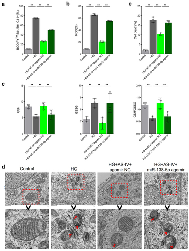 Figure 7. Astragaloside-IV (AS-IV) decreases ferroptosis in retinal pigment endothelial (RPE) cells under high glucose conditions by inhibiting expression of miR-138-5p. (a) Lipid oxidation level in cells detected by the C11-BODIPY™ 581/591 probe. (b) Total content of reactive oxygen species (ROS) detected by the CM-H2DCFDA probe. (c) Glutathione (GSH), oxidized glutathione (GSSG), and GSH:GSSG ratio analyses. (d) Cell substructure as determined by transmission electron microscopy (TEM); scale bar: 1.0 μm. (e) Cell death rate measured by flow cytometry. ** indicates p values < 0.01.