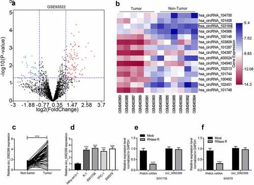 Figure 1. Circ_0062389 is significantly up-regulated in PTC tissues and cell lines (a)&(b) Volcanic and heat maps showed that multiple circRNAs, including Circ_0062389, were differentially expressed in PTC tissues and adjacent tissues in GSE93522; (c) qRT-PCR was used to detect the expression of circ_0062389 in PTC tissues and adjacent tissues; (d) qRT-PCR was performed to evaluate the expression of circ_0062389 in PTC cell lines and normal cell line; (e)&(f) After RNase R treatment, qRT-PCR was used to detect the expression of circ_0062389 and PI4KA mRNA in total RNA. ***P < 0.001