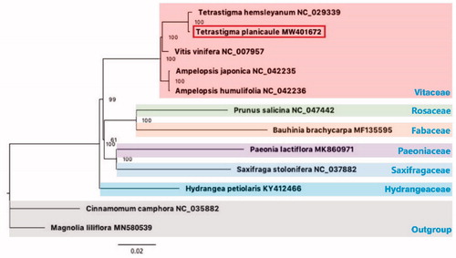 Figure 1. The ML phylogenetic tree based on the complete chloroplast genomes of Tetrastigma planicaule and other 11 species. Numbers near the nodes represent ML bootstrap value.