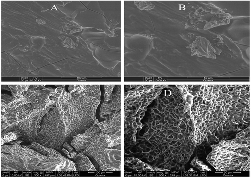 Figure 4. SEM images of LSH-co-MAA (A, B) and LSH-co-AA (C, D).