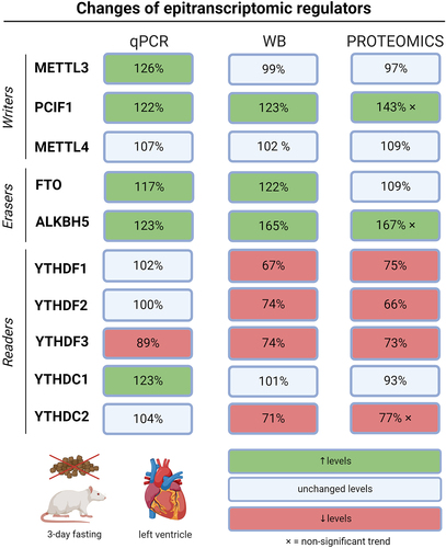 Figure 4. Levels of epitranscriptomic regulators in left ventricles of fasting rats assessed by RT-qPCR, Western blot, and proteomic analysis. Out of the two peptides measured for each protein in proteomic analyses, the peptide with more profound changes was depicted. ALKBH5 – AlkB family member 5; FTO – fat mass and obesity-associated protein; METTL3 – methyltransferase-like 3; METTL4 – methyltransferase-like 4; PCIF1 – phosphorylated CTD interacting factor 1; YTHDF1–3 – YTH domain-containing family protein 1–3; YTHDC1–2 – YTH domain-containing protein 1–2.