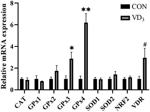 Figure 2. Effects of maternal vitamin D3 supplementation during gestation on the expression of antioxidant activity related genes in the placenta. n = 6 for each group. CAT, catalase; GPx1, glutathione peroxidase 1; GPx2, glutathione peroxidase 2; GPx3, glutathione peroxidase 3; GPx4, glutathione peroxidase 4; SOD1, superoxide dismutase 1; SOD2, superoxide dismutase 1; NRF2, nuclear erythroid 2-related factor 2; VDR, vitamin D receptor. CON, basal diet, 800 IU/Kg D3; D3, basal diet + D3, 2000 IU/Kg D3; Data are normalised against β-actin, with results expressed relative to the control using the 2-delta CT method (Ct is cycle threshold); #, 0.05< p < .10; *, p < .05; **, p < .01.